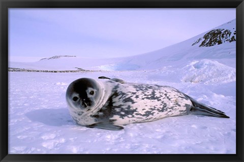 Framed Weddell Seal, Kloa &#39;EP&#39; Rookery, Australian Antarctic Territory, Antarctica Print