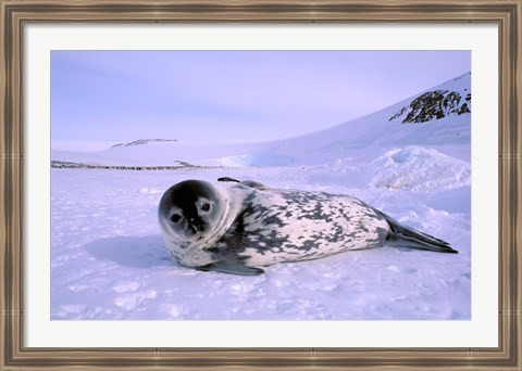 Framed Weddell Seal, Kloa &#39;EP&#39; Rookery, Australian Antarctic Territory, Antarctica Print