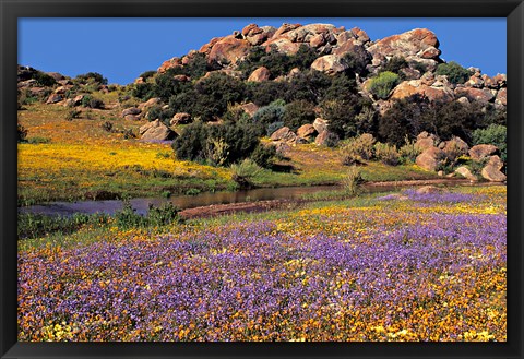 Framed Wildflowers Flourish, Namaqualand, Northern Cape Province, South Africa Print