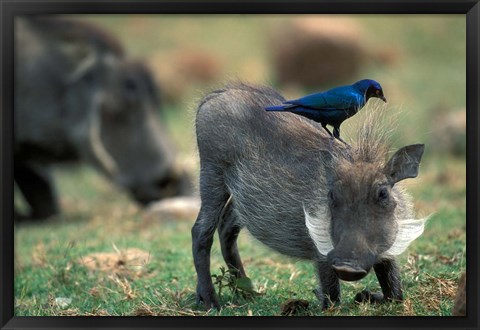 Framed Warthog and Blue-Eared Starling, Pilanesburg Gr, South Africa Print