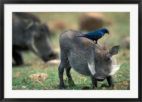 Framed Warthog and Blue-Eared Starling, Pilanesburg Gr, South Africa Print