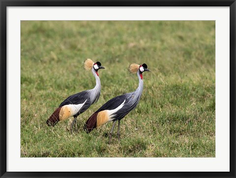 Framed Two Crowned Cranes, Ngorongoro Crater, Tanzania Print