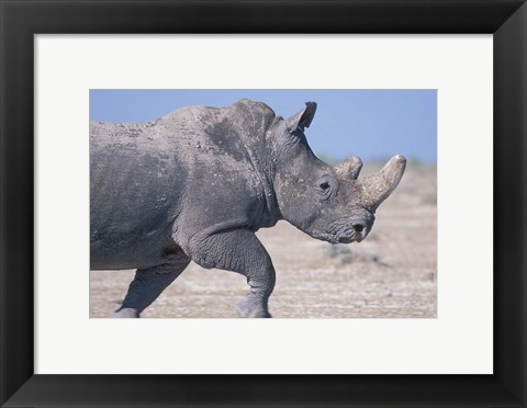 Framed White Rhino Running, Etosha Salt Pan, Etosha National Park, Namibia Print