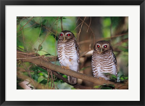 Framed White Browed Owls, Madagascar Print