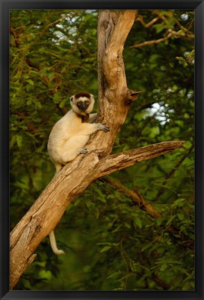 Framed Verreaux&#39;s sifaka primate, Berenty Reserve, MADAGASCAR Print