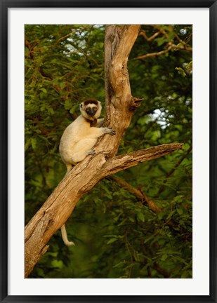 Framed Verreaux&#39;s sifaka primate, Berenty Reserve, MADAGASCAR Print