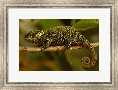 Framed True Chameleon, Lizard, Madagascar, Africa Print