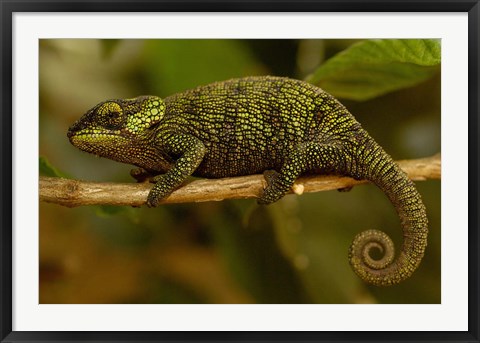 Framed True Chameleon, Lizard, Madagascar, Africa Print