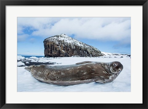 Framed Weddell Seal resting on Deception Island, Antarctica Print