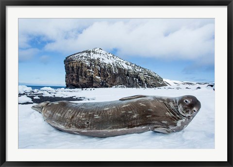 Framed Weddell Seal resting on Deception Island, Antarctica Print