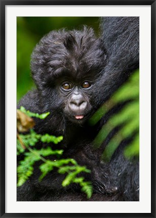 Framed Umubano Group Of Mountain Gorillas, Volcanoes National Park, Rwanda Print