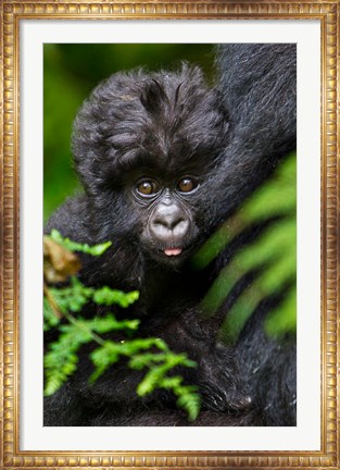 Framed Umubano Group Of Mountain Gorillas, Volcanoes National Park, Rwanda Print