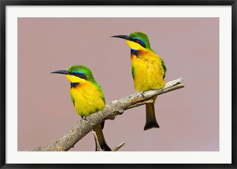 Framed Two little bee-eater birds on limb, Kenya Print