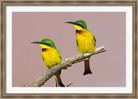 Framed Two little bee-eater birds on limb, Kenya Print