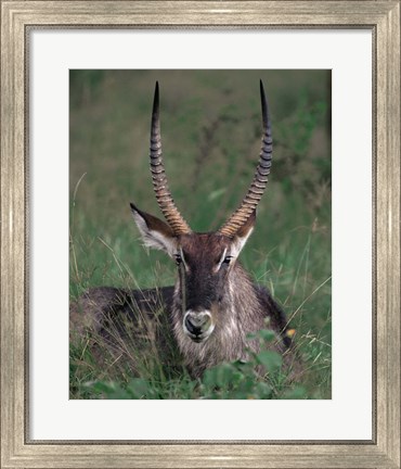 Framed Waterbuck, Kenya Print