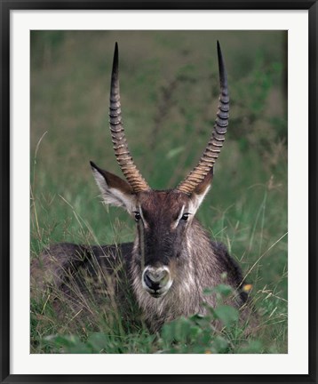 Framed Waterbuck, Kenya Print