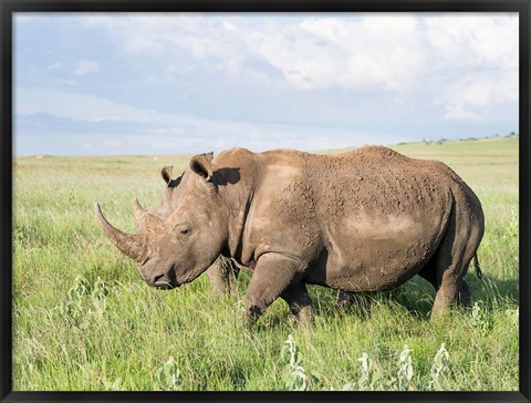 Framed White rhinoceros, Ceratotherium simum, Kenya, Africa Print