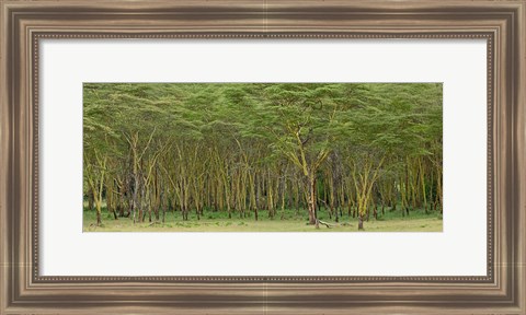 Framed Yellow Fever Tree, Lake Nakuru National Park, Kenya Print