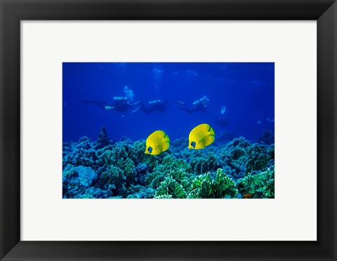 Framed Yellow Butterflyfish with Scuba Divers, Red Sea, Egypt Print