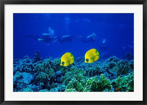 Framed Yellow Butterflyfish with Scuba Divers, Red Sea, Egypt Print