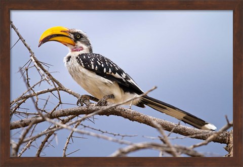 Framed Yellow-billed Hornbill perched in tree, Samburu Game Reserve, Kenya Print