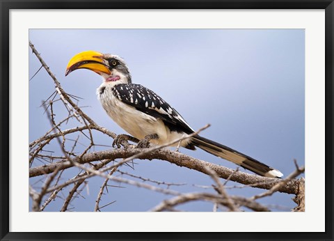 Framed Yellow-billed Hornbill perched in tree, Samburu Game Reserve, Kenya Print