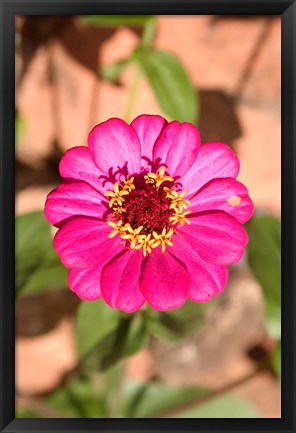 Framed Zinnia flower, Antananarivo, Madagascar Print