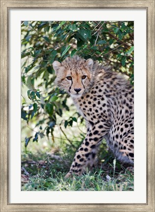 Framed Young cheetah resting beneath bush, Maasai Mara, Kenya Print