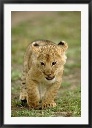 Framed Young lion cub, Masai Mara Game Reserve, Kenya Print