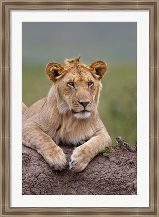 Framed Young male lion on termite mound, Maasai Mara, Kenya Print