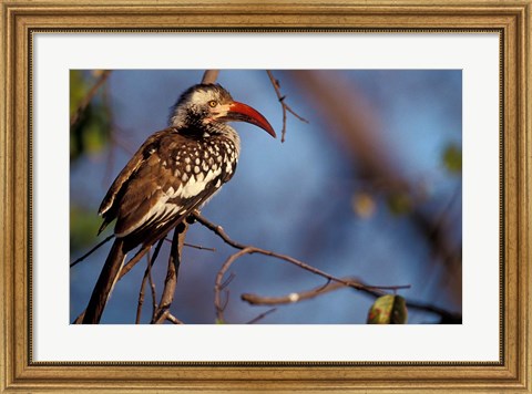 Framed Zimbabwe, Hwange NP, Red-billed hornbill bird Print