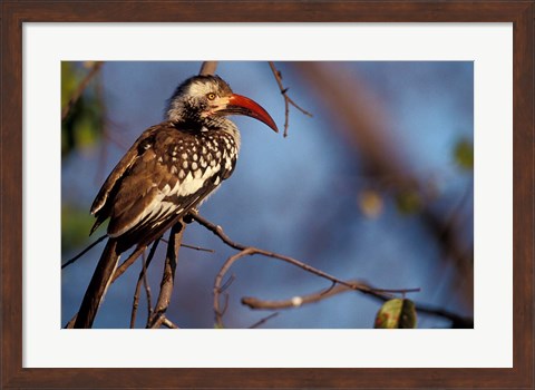 Framed Zimbabwe, Hwange NP, Red-billed hornbill bird Print