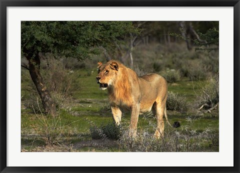 Framed Young male lion, Panthera leo, Etosha NP, Namibia, Africa. Print