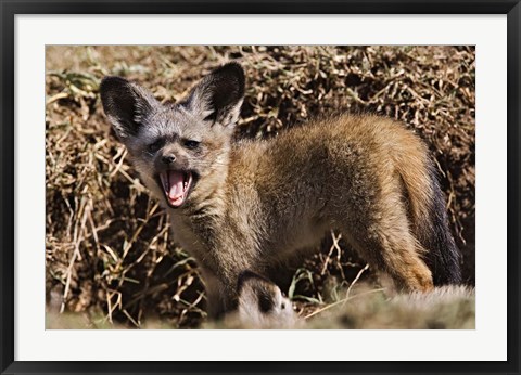 Framed Young Bat-eared Foxes, Masai Mara, Kenya Print