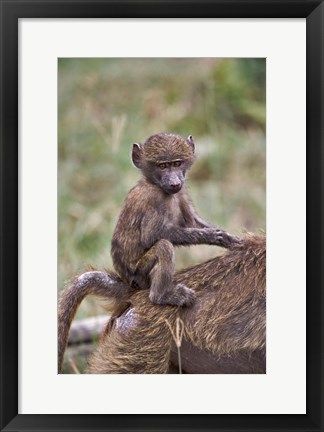 Framed Young Olive Baboon, Lake Nakuru National Park, Kenya Print