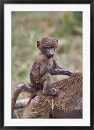 Framed Young Olive Baboon, Lake Nakuru National Park, Kenya Print