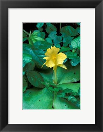 Framed Yellow Flower in Bloom, Gombe National Park, Tanzania Print