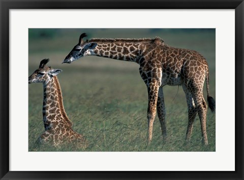 Framed Young Giraffe Lies in Tall Grass, Masai Mara Game Reserve, Kenya Print