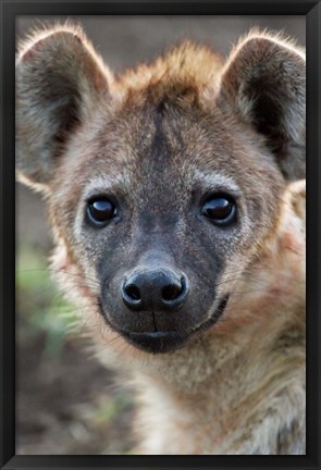 Framed Young Spotted Hyena, Tanzania Print