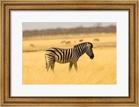 Framed Zebra in Golden Grass at Namutoni Resort, Namibia Print