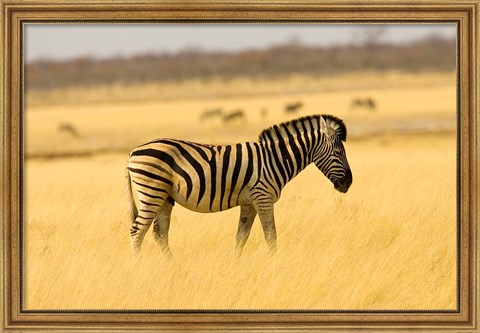 Framed Zebra in Golden Grass at Namutoni Resort, Namibia Print