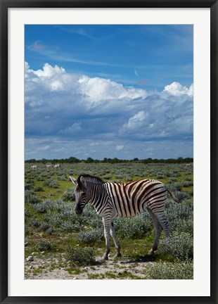 Framed Young Burchells zebra, burchellii, Etosha NP, Namibia, Africa. Print