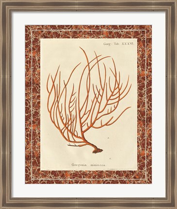 Framed Gorgonia Miniacea Marble Print