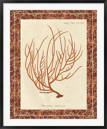 Framed Gorgonia Miniacea Marble Print