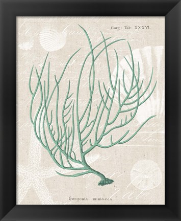 Framed Gorgonia Miniacea on Linen Sea Foam Print