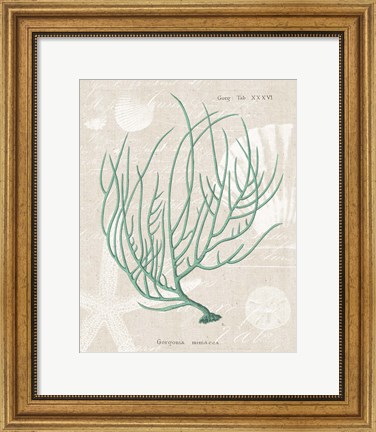 Framed Gorgonia Miniacea on Linen Sea Foam Print