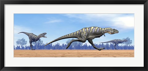 Framed Three Aucasaurus dinosaurs running in the desert Print