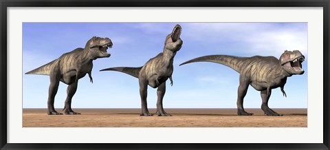 Framed Three Tyrannosaurus Rex dinosaurs standing in the desert Print