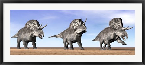 Framed Three Zuniceratops standing in the desert Print