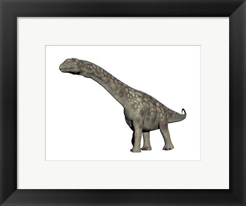 Framed Argentinosaurus dinosaur, white background Print